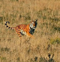 tiger-chase-crop-wikimedia