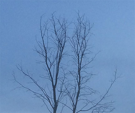 two-trees